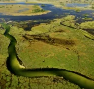 Maun
