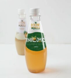 Divine Morula